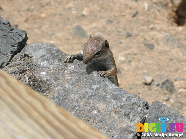 27916 Barbary Ground Squirrel hanging on